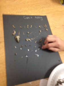 owl-pellets-2